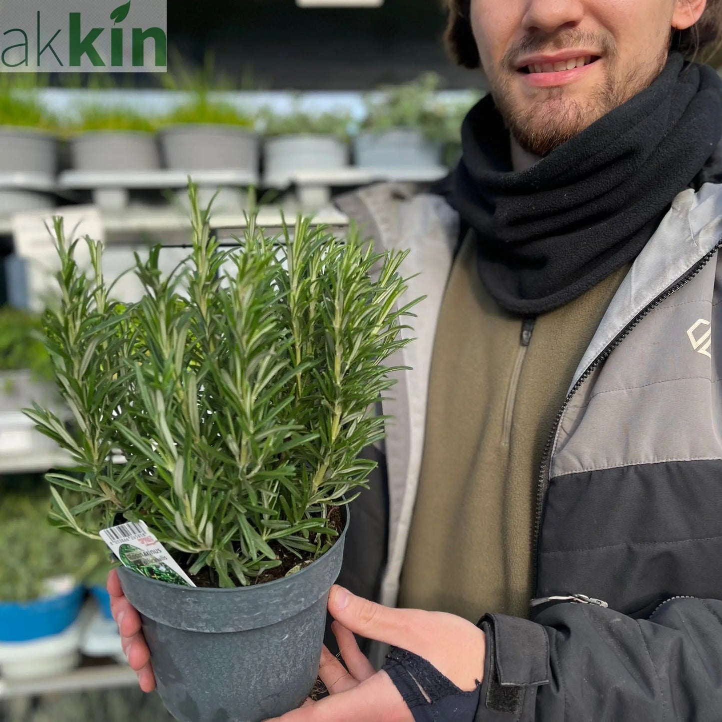Rosemary officinalis (8cm/1.5L) One Click Plants