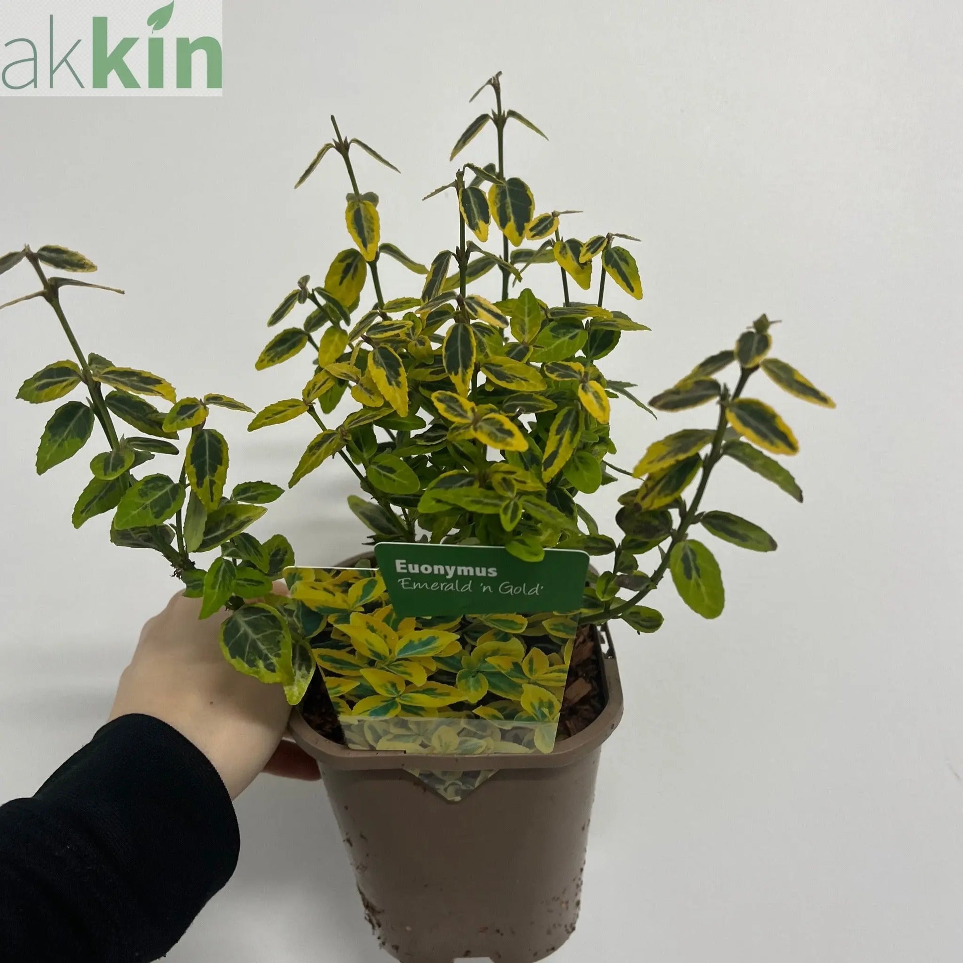 Euonymus fortunei 'Emerald n Gold'  1L / 5L One Click Plants