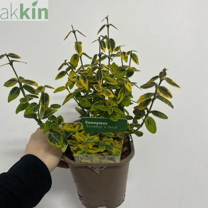 Euonymus fortunei 'Emerald n Gold'  1L / 5L One Click Plants