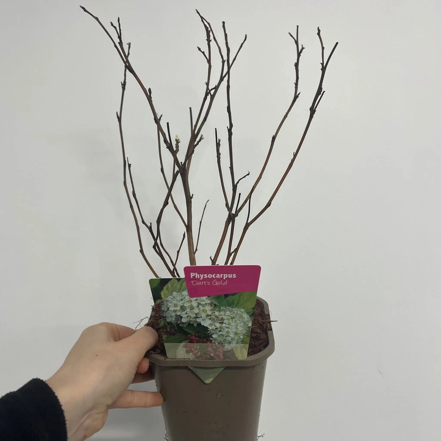 Physocarpus opulifolius 'Dart's Gold' 1L One Click Plants