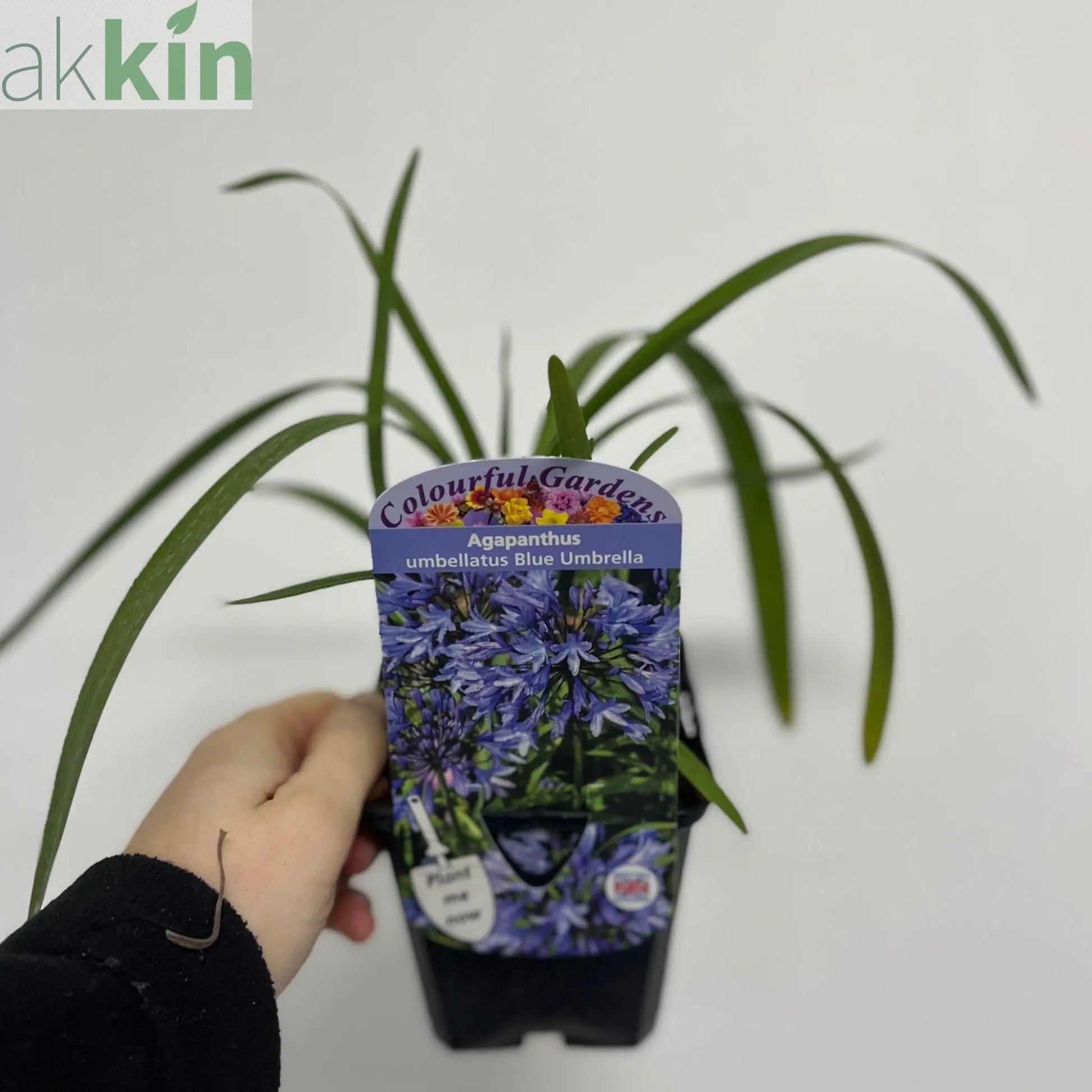 Agapanthus 'Blue Umbrella' 9cm / 2L One Click Plants