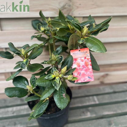 Rhododendron 'Tortoischell Orange' 5L One Click Plants