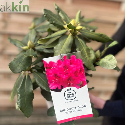 Rhododendron 'Nova Zembla' 2L / 5L One Click Plants