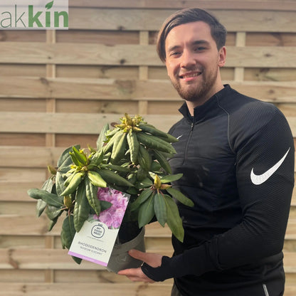 Rhododendron Delta 2L / 5L One Click Plants
