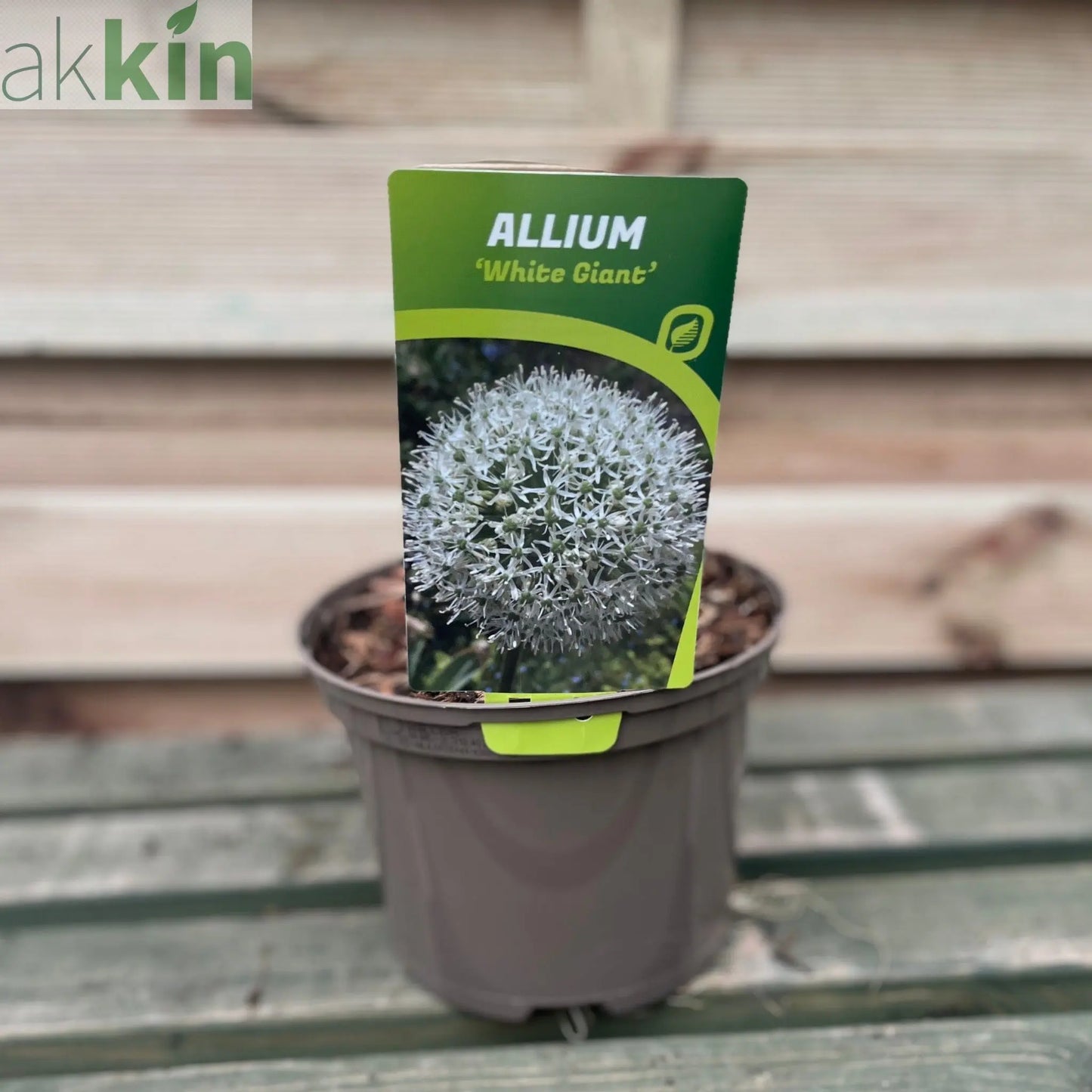 Allium 'White Giant' 2L One Click Plants