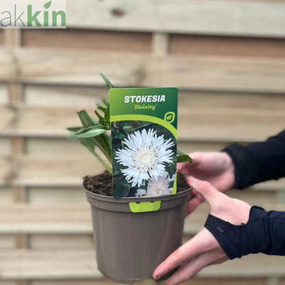 Stokesia 'Divinity' 2L One Click Plants