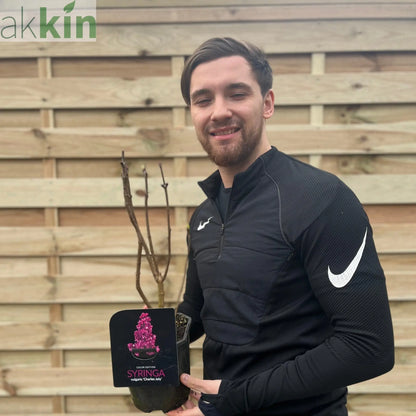 Syringa vulgaris 'Charles Joly' (Lilac) 2L One Click Plants