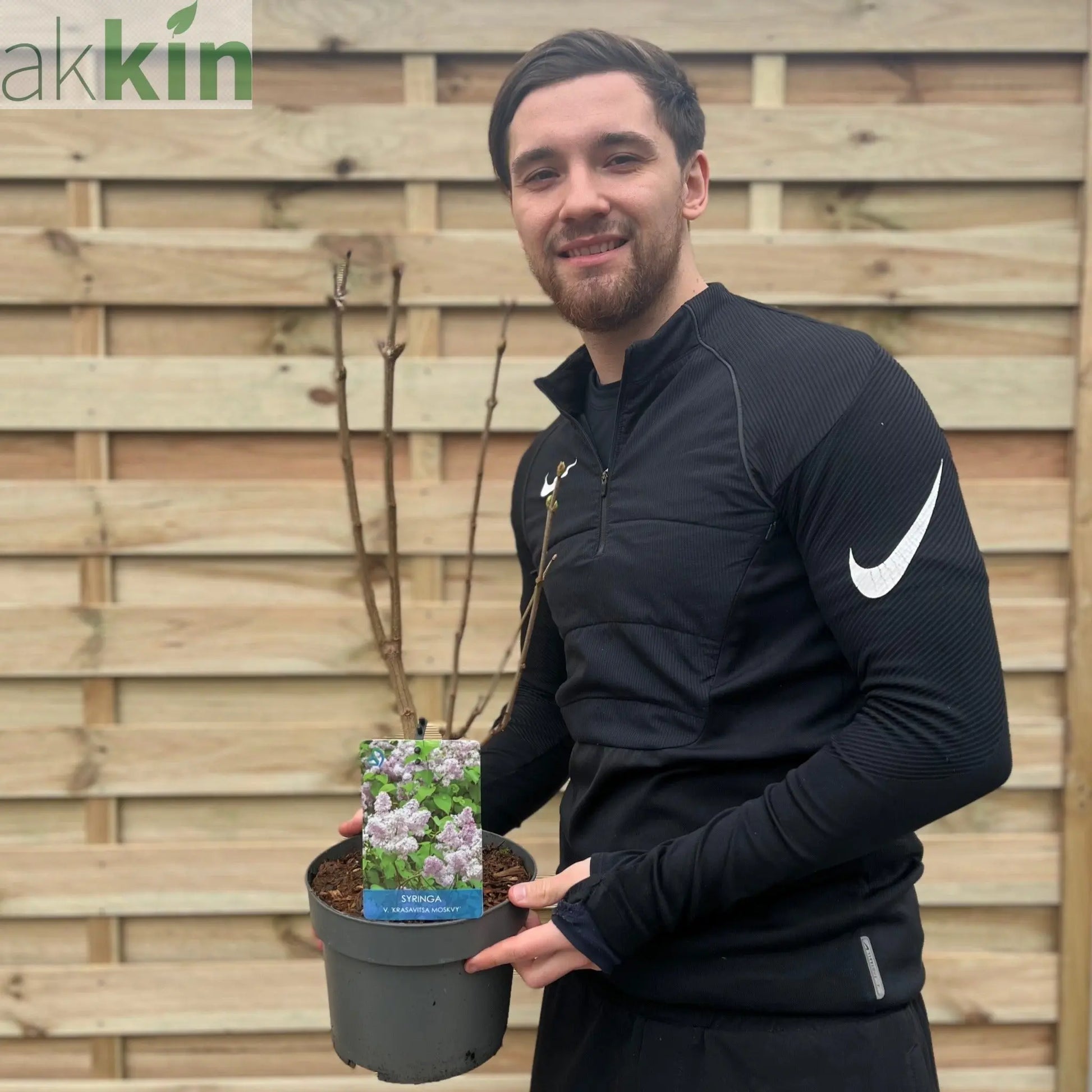 Syringa vulgaris 'Beauty of Moscow' - Krasavitsa Moskvy (Lilac) 3L One Click Plants