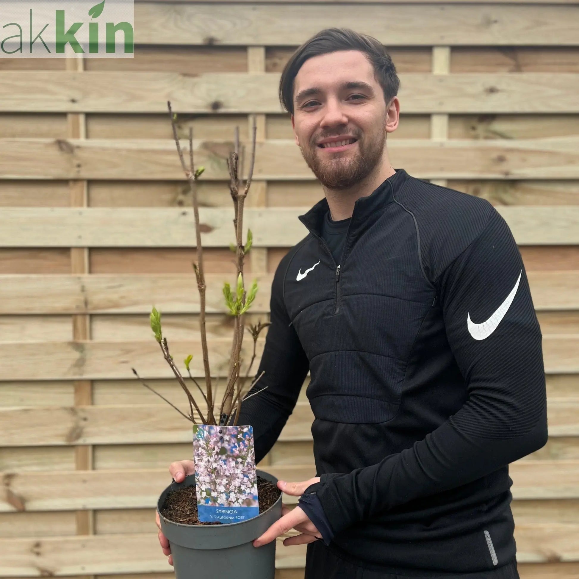 Syringa vulgaris 'California Rose' (Lilac) 3L One Click Plants