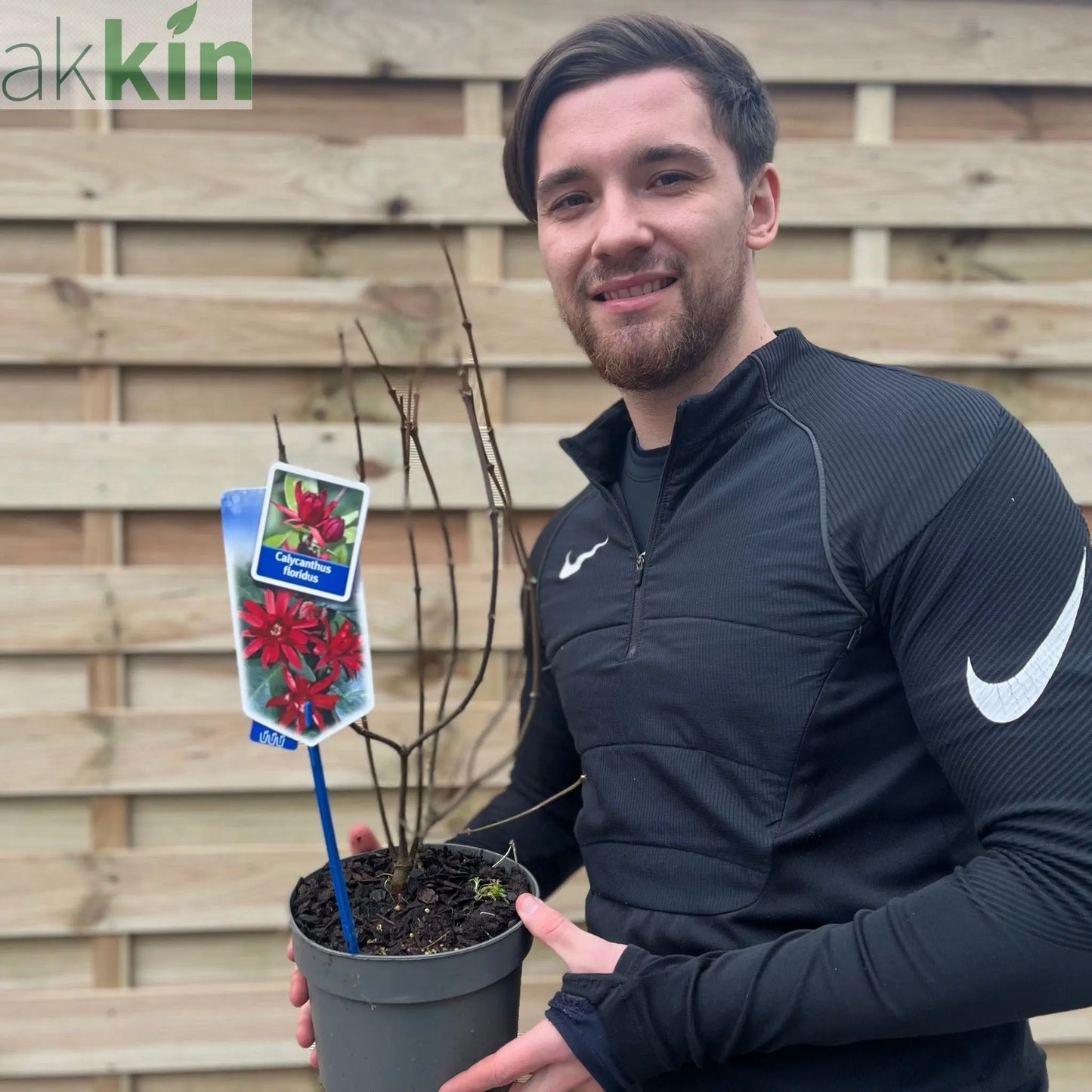 Calycanthus Floridus 3L One Click Plants