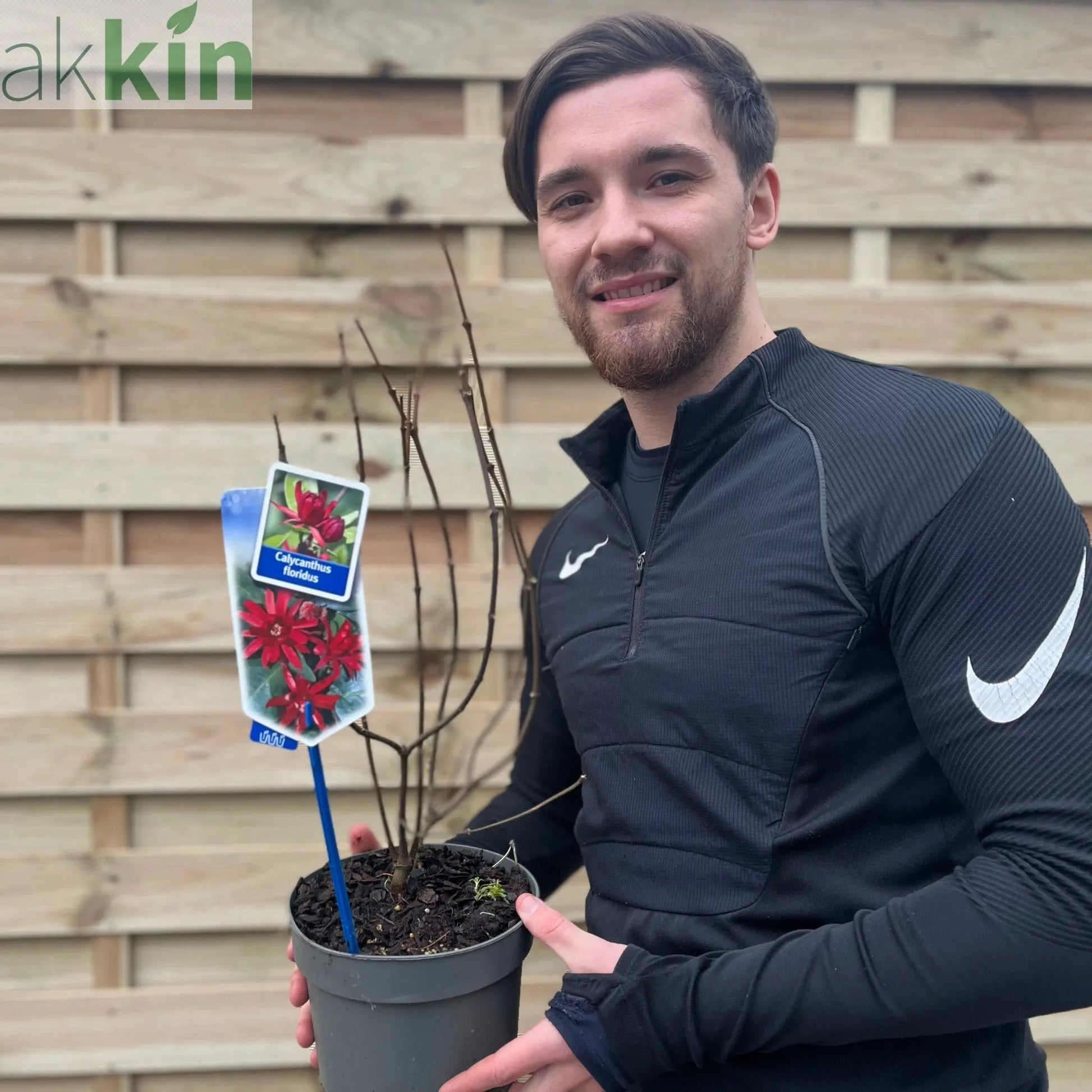 Calycanthus Floridus 3L One Click Plants