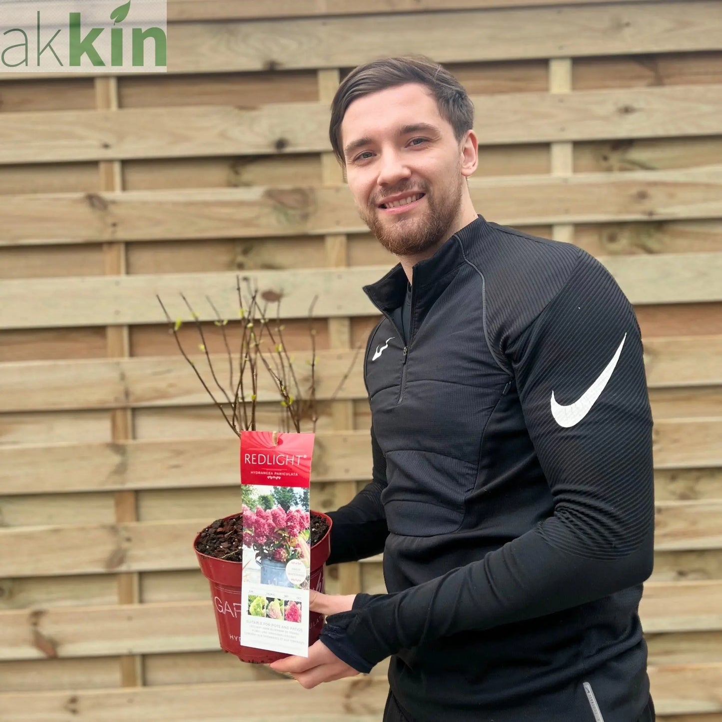 Hydrangea paniculata 'Red Light' 2L / 5L One Click Plants