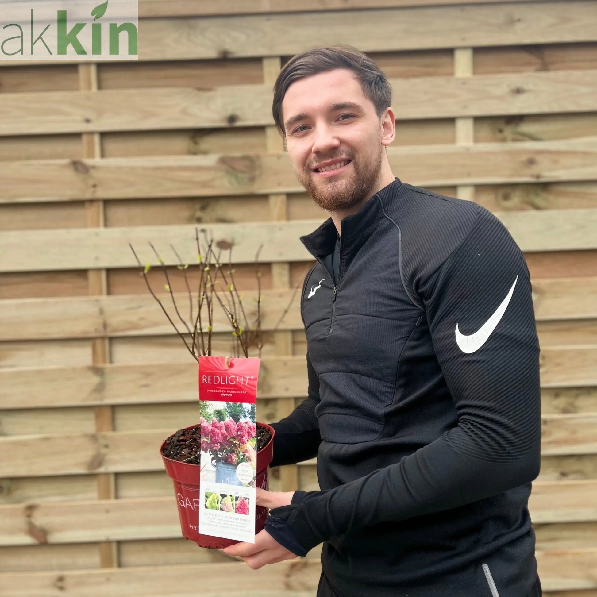 Hydrangea paniculata 'Red Light' 2L / 5L One Click Plants