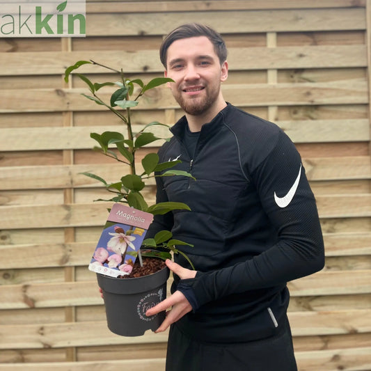 Evergreen Magnolia | Fairy Magnolia Blush | 60-70cm One Click Plants