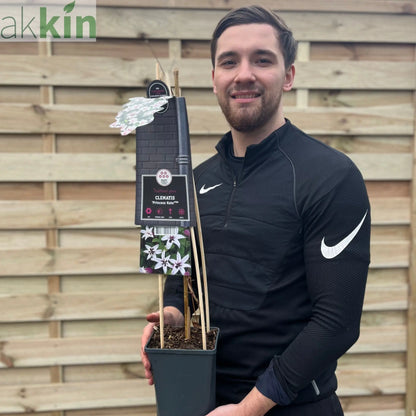 Clematis 'Princess Kate' 75cm One Click Plants