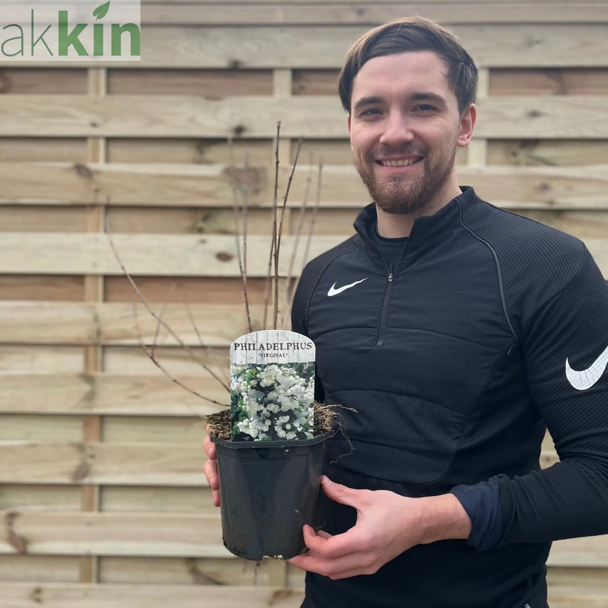 Philadelphus 'Virginal' | Mock Orange | 9cm / 2L / 5L One Click Plants