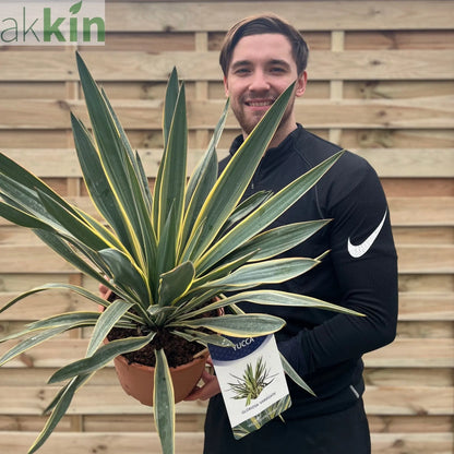Yucca 'Gloriosa' Variegata 9cm / 3L / 7.5L One Click Plants
