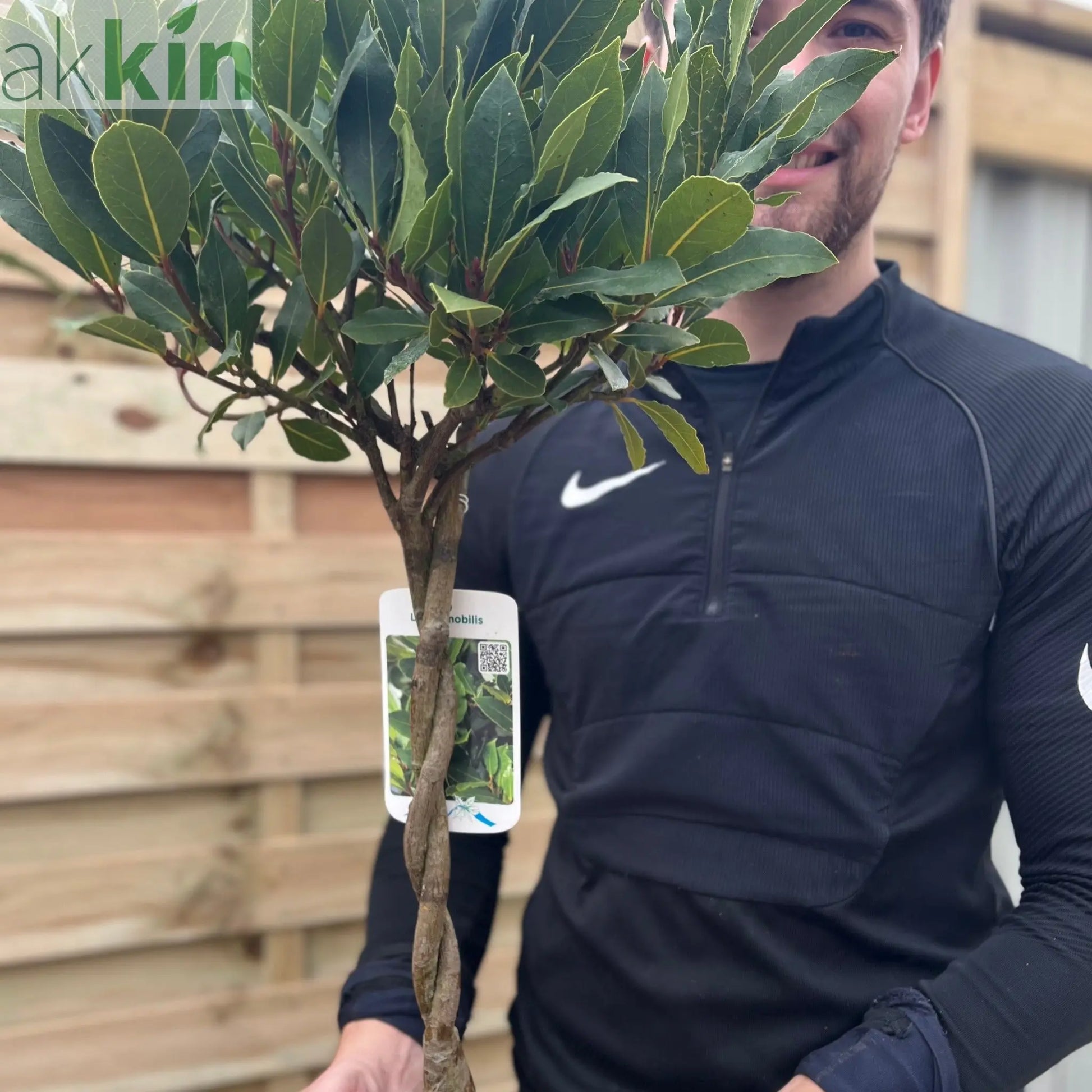 Braided Stem Standard Bay Tree | Laurus nobilis |5L -  75-85cm One Click Plants