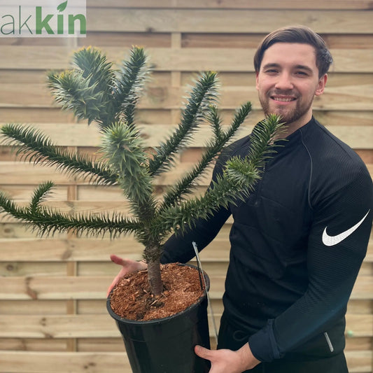 Araucaria Araucana | Monkey Puzzle Tree One Click Plants