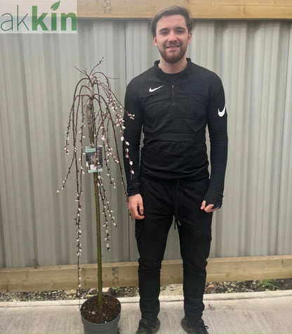 Salix 'Kilmarnock' Weeping Willow Standard 120-150cm One Click Plants