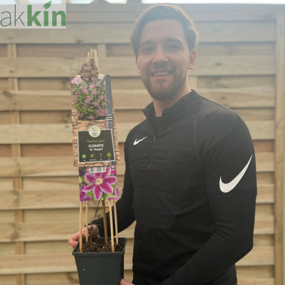 Clematis 'Doctor Ruppel' 70cm One Click Plants