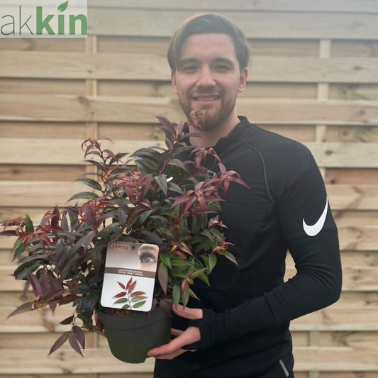 Leucothoe keiskei 'Royal Ruby' 2L One Click Plants