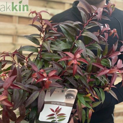 Leucothoe keiskei 'Royal Ruby' 2L One Click Plants