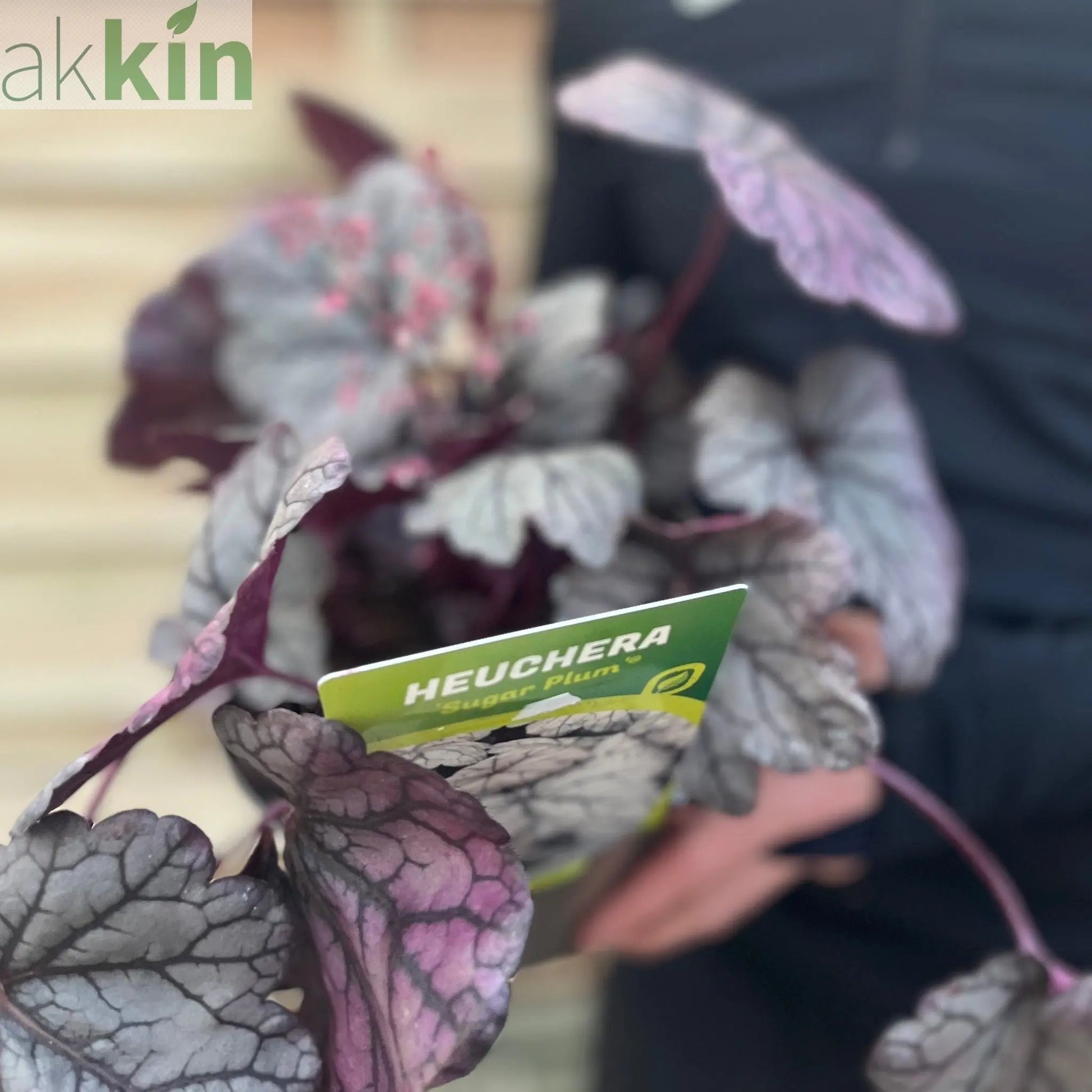 Heuchera 'Sugar Plum' 2L One Click Plants