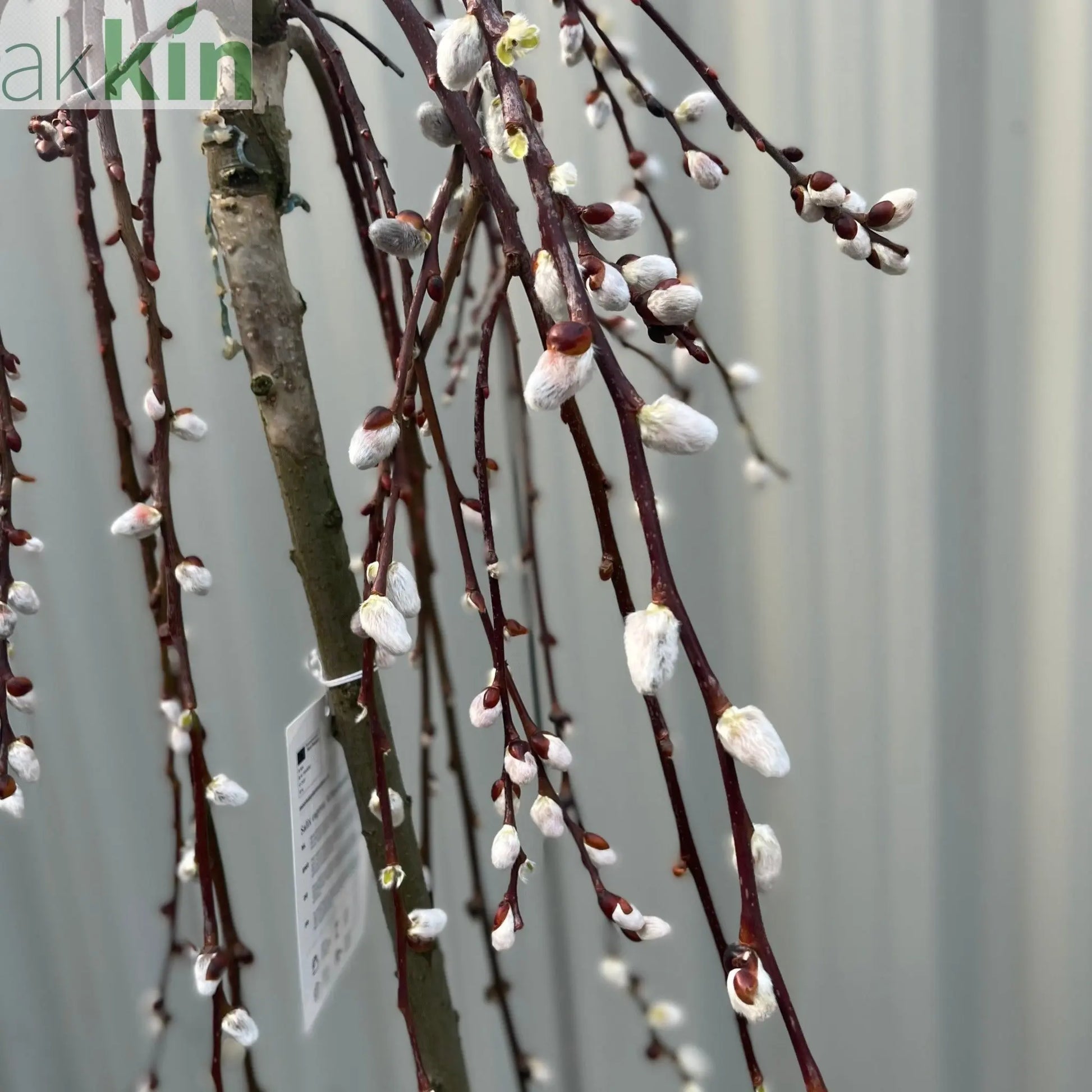 Salix 'Kilmarnock' Weeping Willow Standard 120-150cm One Click Plants