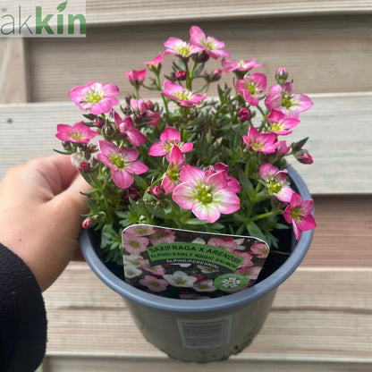 Saxifraga x Arendsii 'Early Magic Salmon' 1.5L One Click Plants