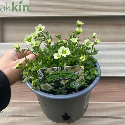 Saxifraga x Arendsii 'Early Lime' 1.5L One Click Plants