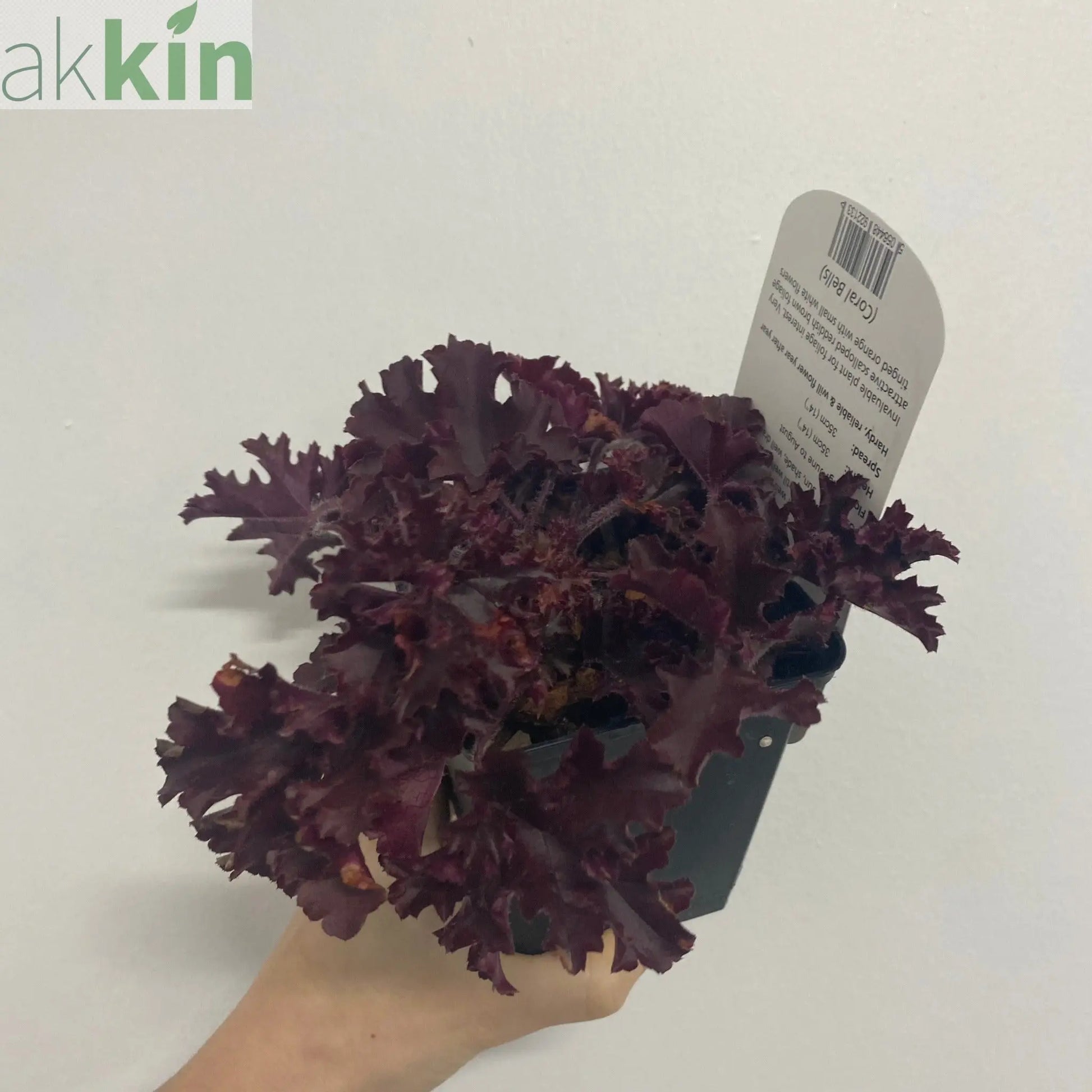 Heuchera 'Melting Fire' 9cm/2L One Click Plants