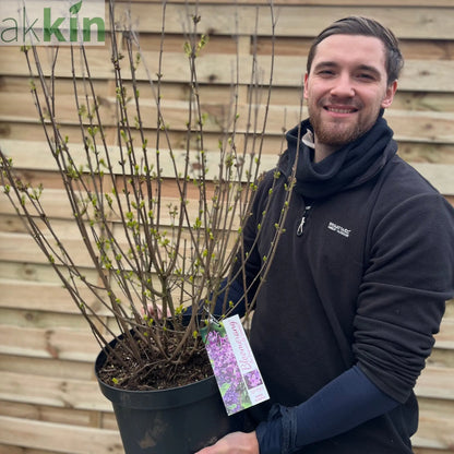 Syringa Bloomerang Purple (Reblooming Lilac) 3L/7.5L One Click Plants