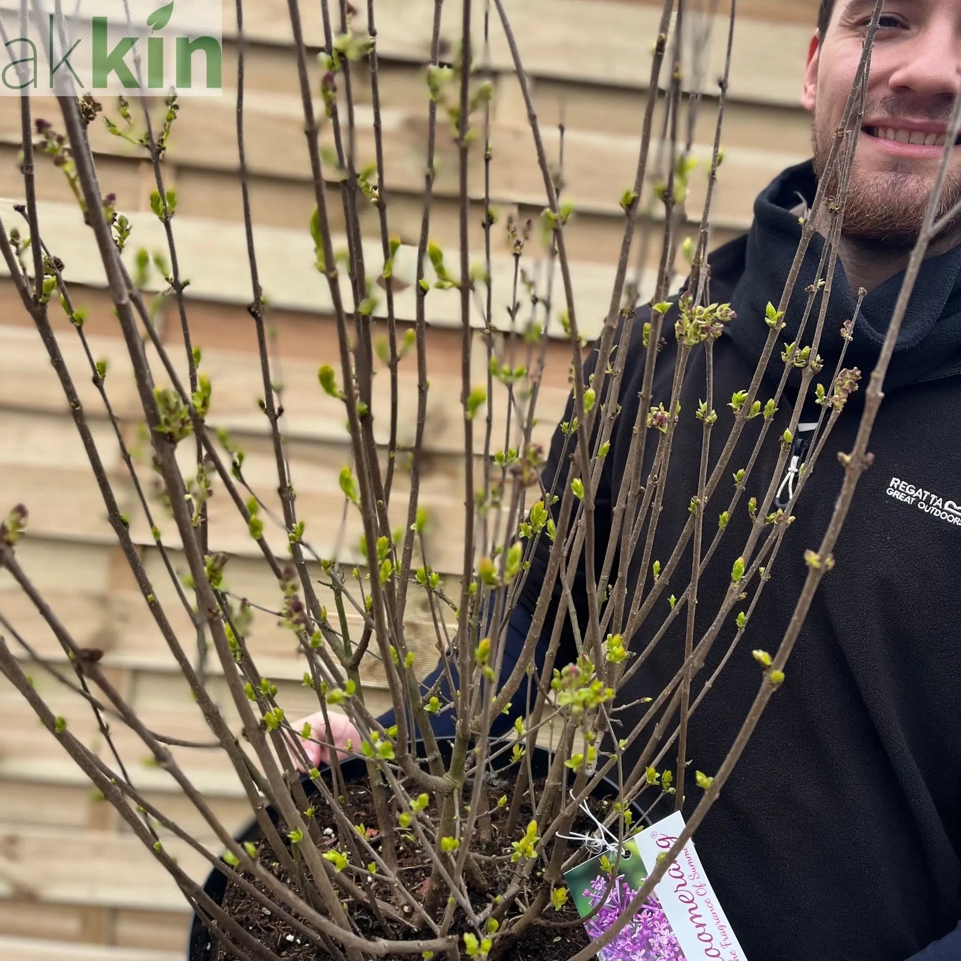 Syringa Bloomerang Purple (Reblooming Lilac) 3L/7.5L One Click Plants