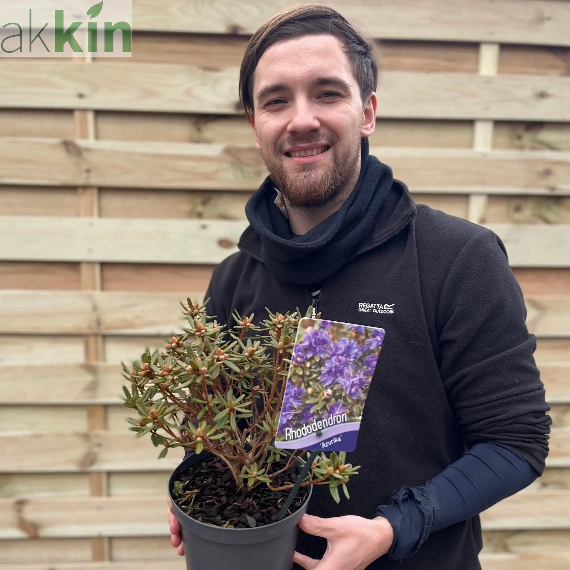 Rhododendron 'Azurika' 2L One Click Plants