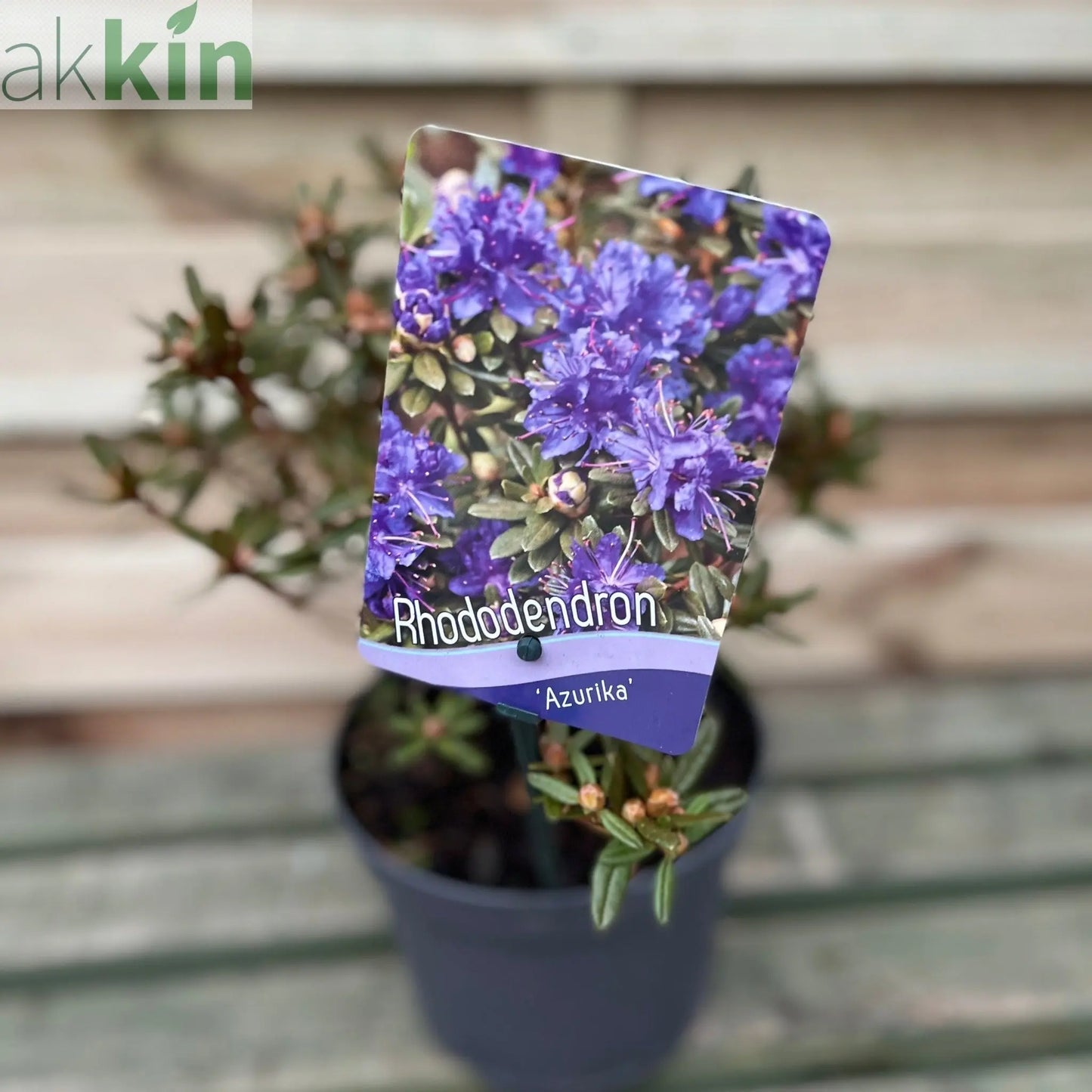 Rhododendron 'Azurika' 2L One Click Plants