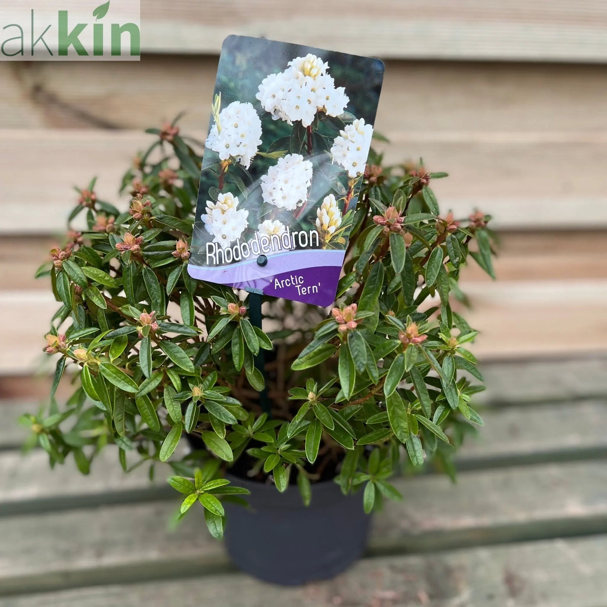 Rhododendron Dwarf White ‘Arctic Tern’ 2L One Click Plants