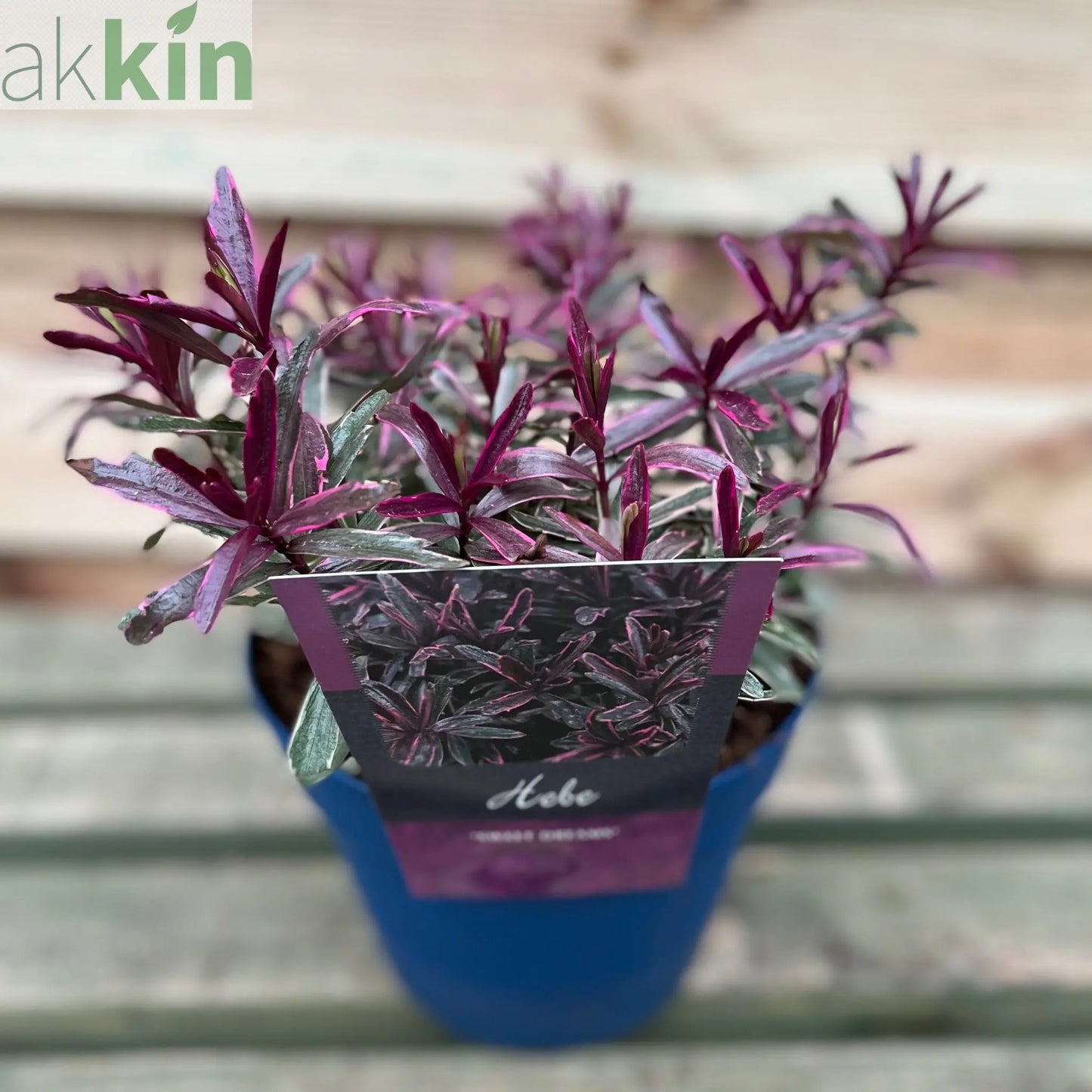 Hebe 'Sweet Dreams' 2L One Click Plants