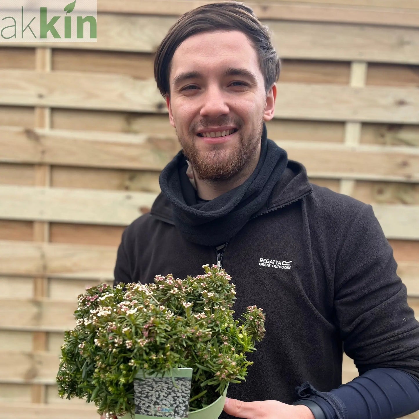 Iberis sempervirens 'Fishbeck' 2L One Click Plants