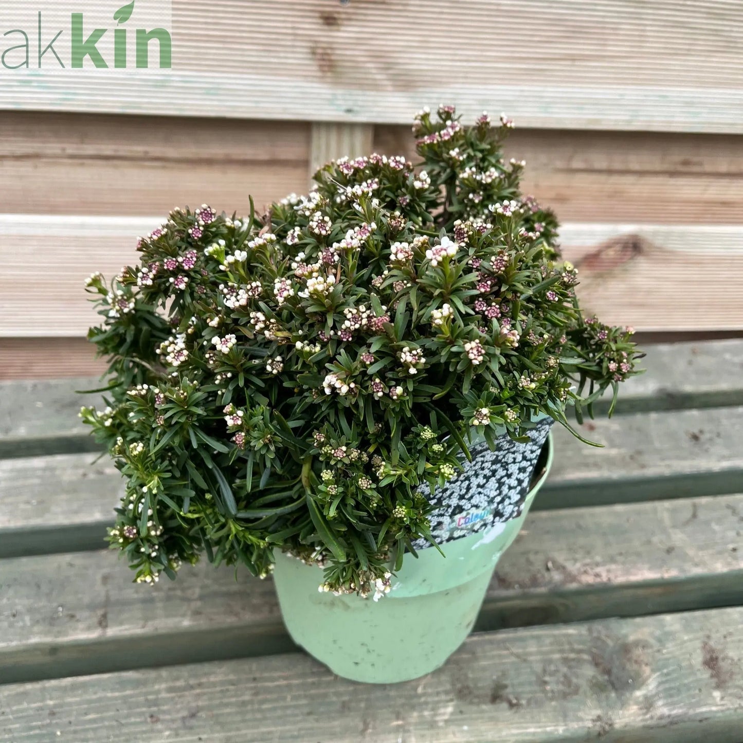 Iberis sempervirens 'Fishbeck' 2L One Click Plants