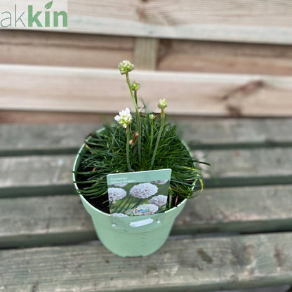 Armeria pseudarmeria White 9cm / 3L One Click Plants