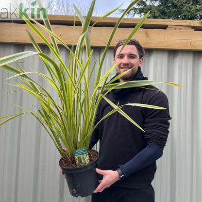 Phormium 'Gold Ray' 9cm / 2L One Click Plants