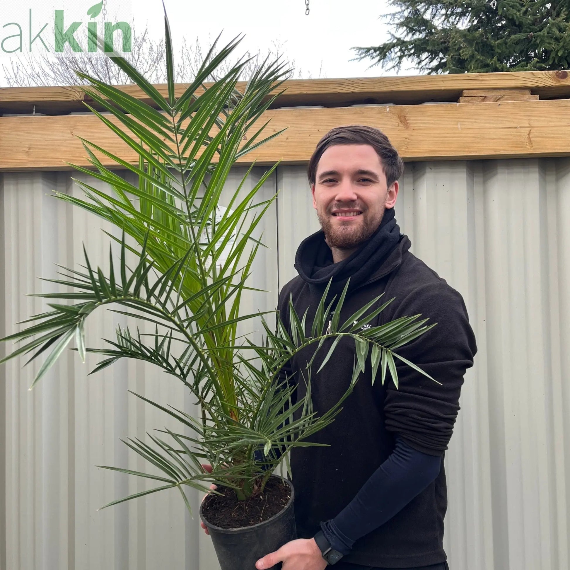 Phoenix Palm | Phoenix canariensis 'Canary Island Date Palm' 60-70cm / 70-80cm One Click Plants