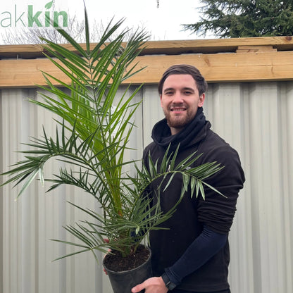 Phoenix Palm | Phoenix canariensis 'Canary Island Date Palm' 60-70cm / 70-80cm One Click Plants