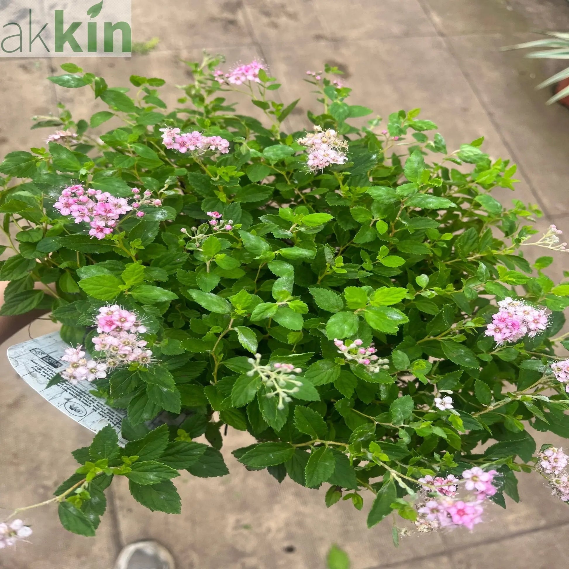 Spiraea japonica 'Little Princess' 9cm / 2L One Click Plants