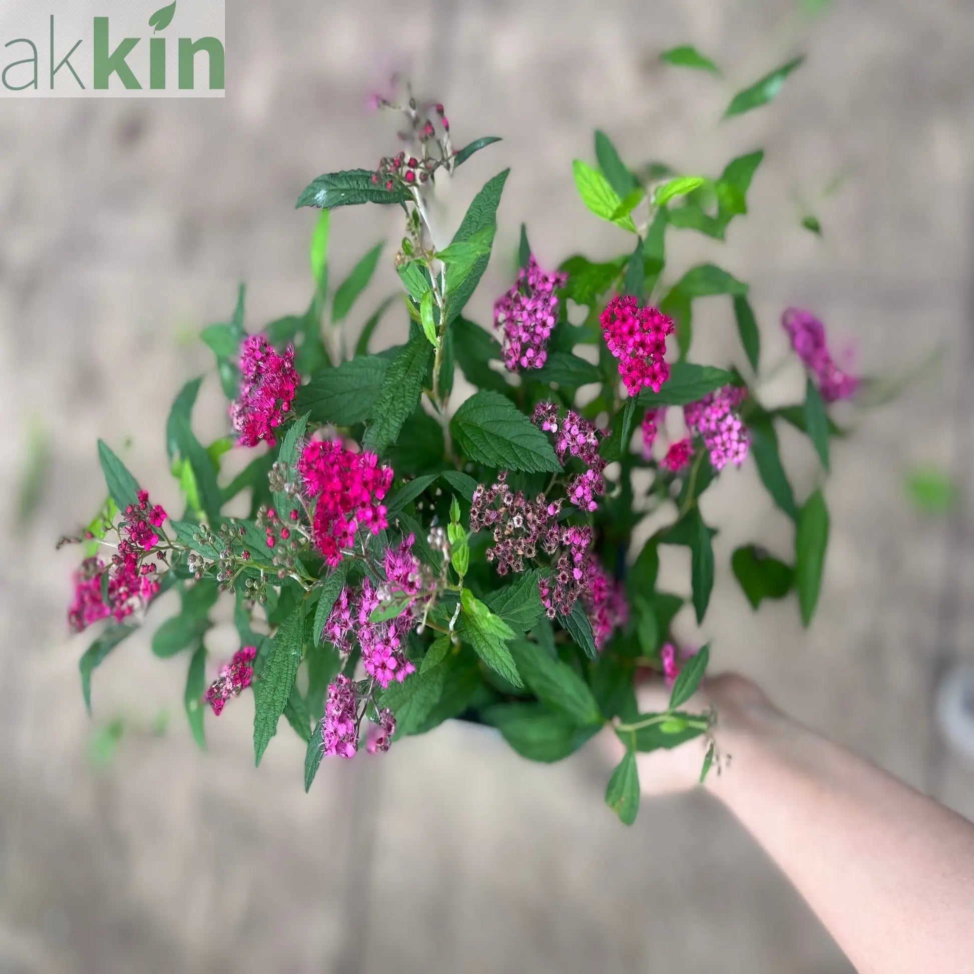 Spiraea japonica 'Anthony Waterer' 2L One Click Plants