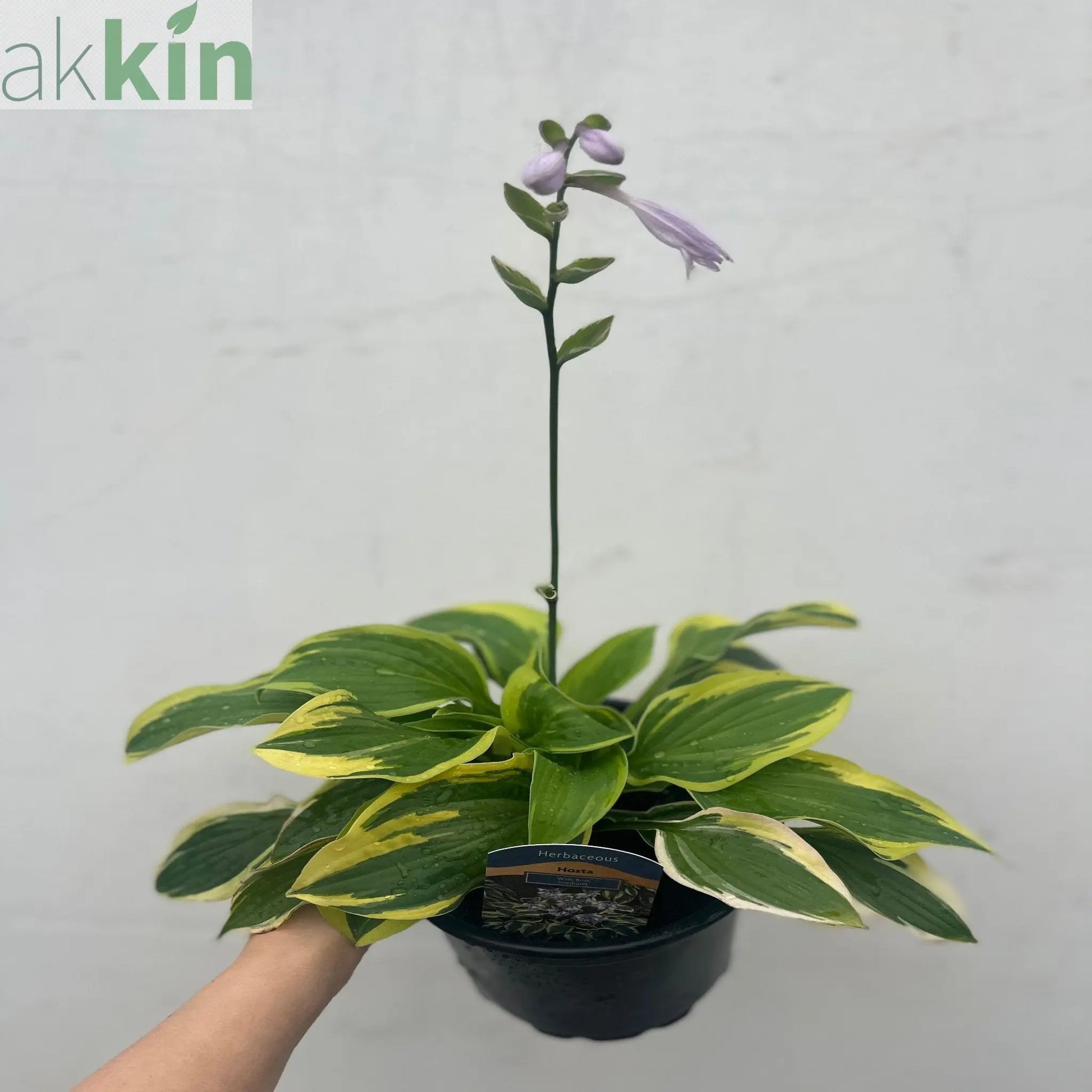 Hosta 'Wide Brim' 9cm/2L One Click Plants