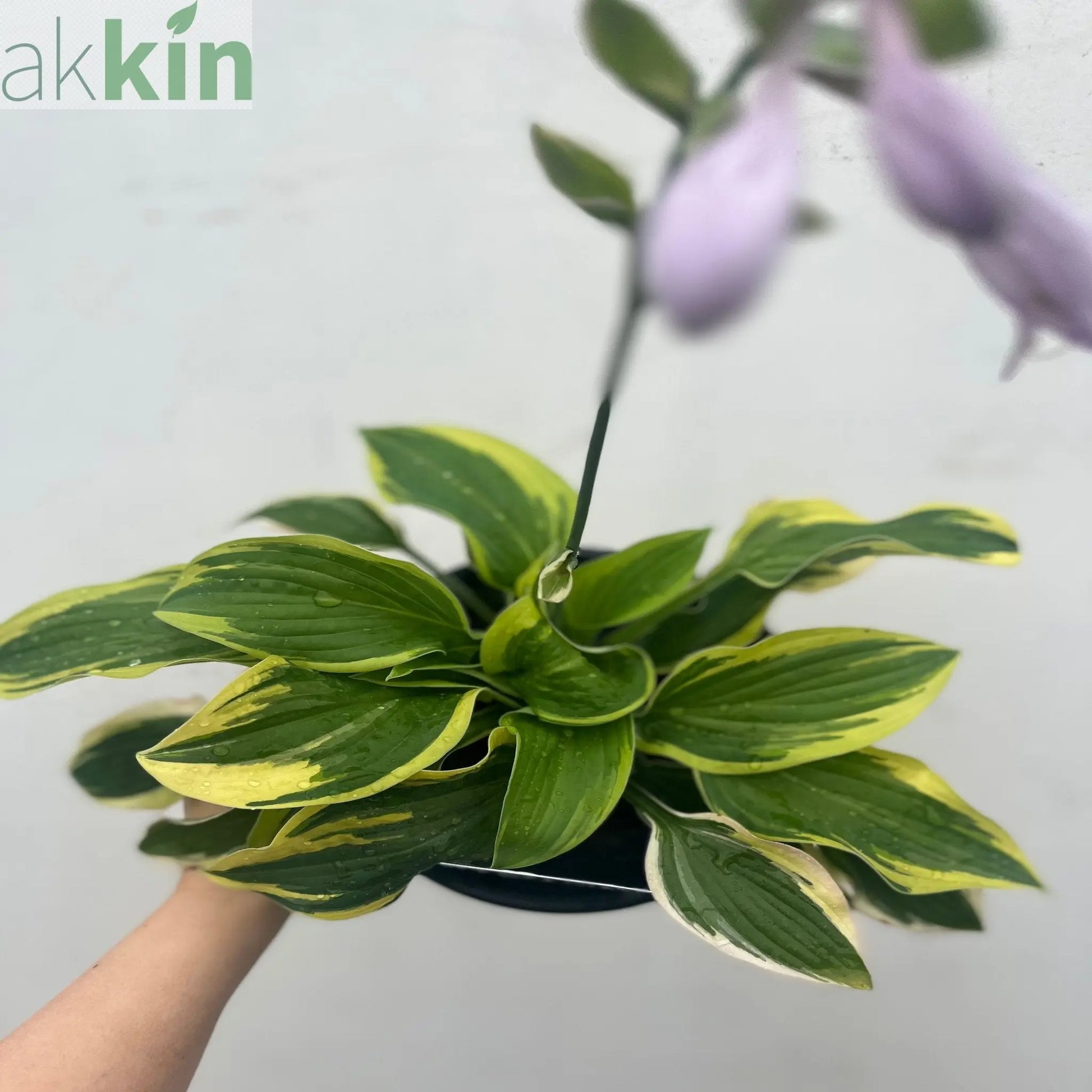 Hosta 'Wide Brim' 9cm/2L One Click Plants