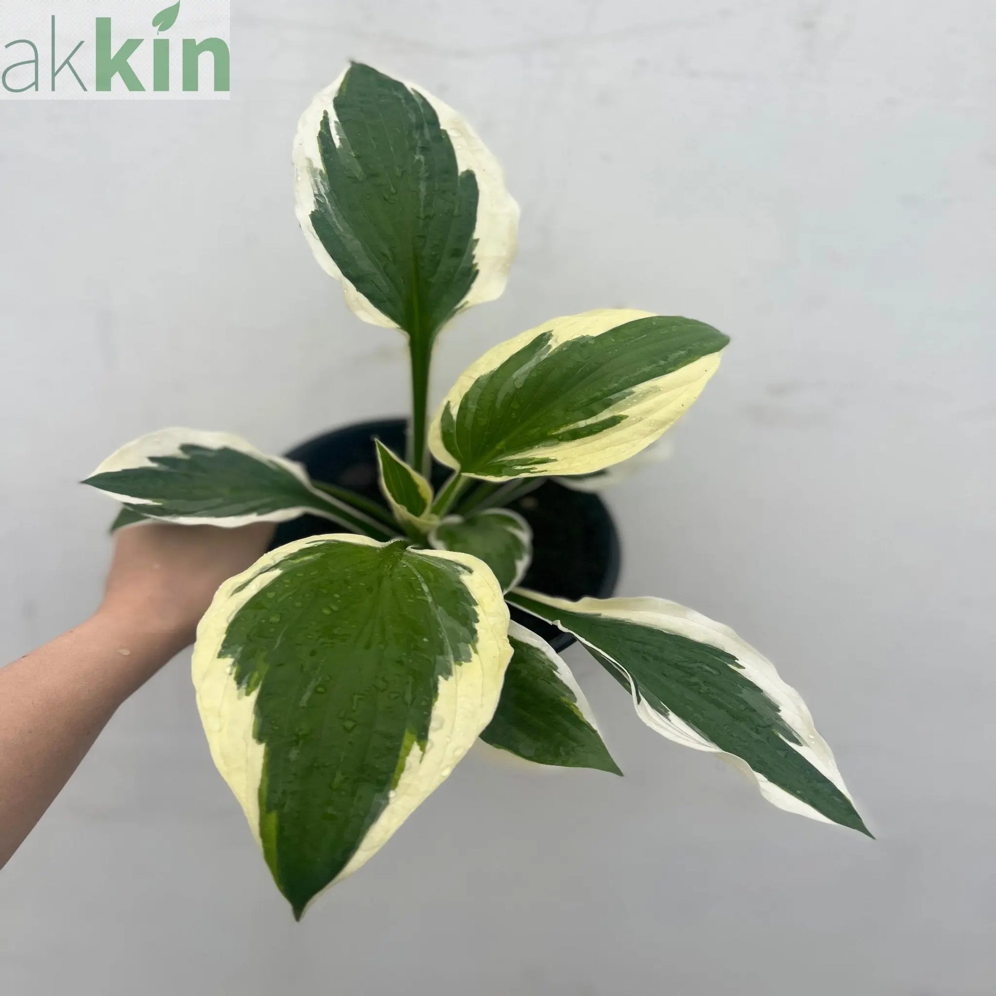 Hosta 'Patriot' 2L One Click Plants