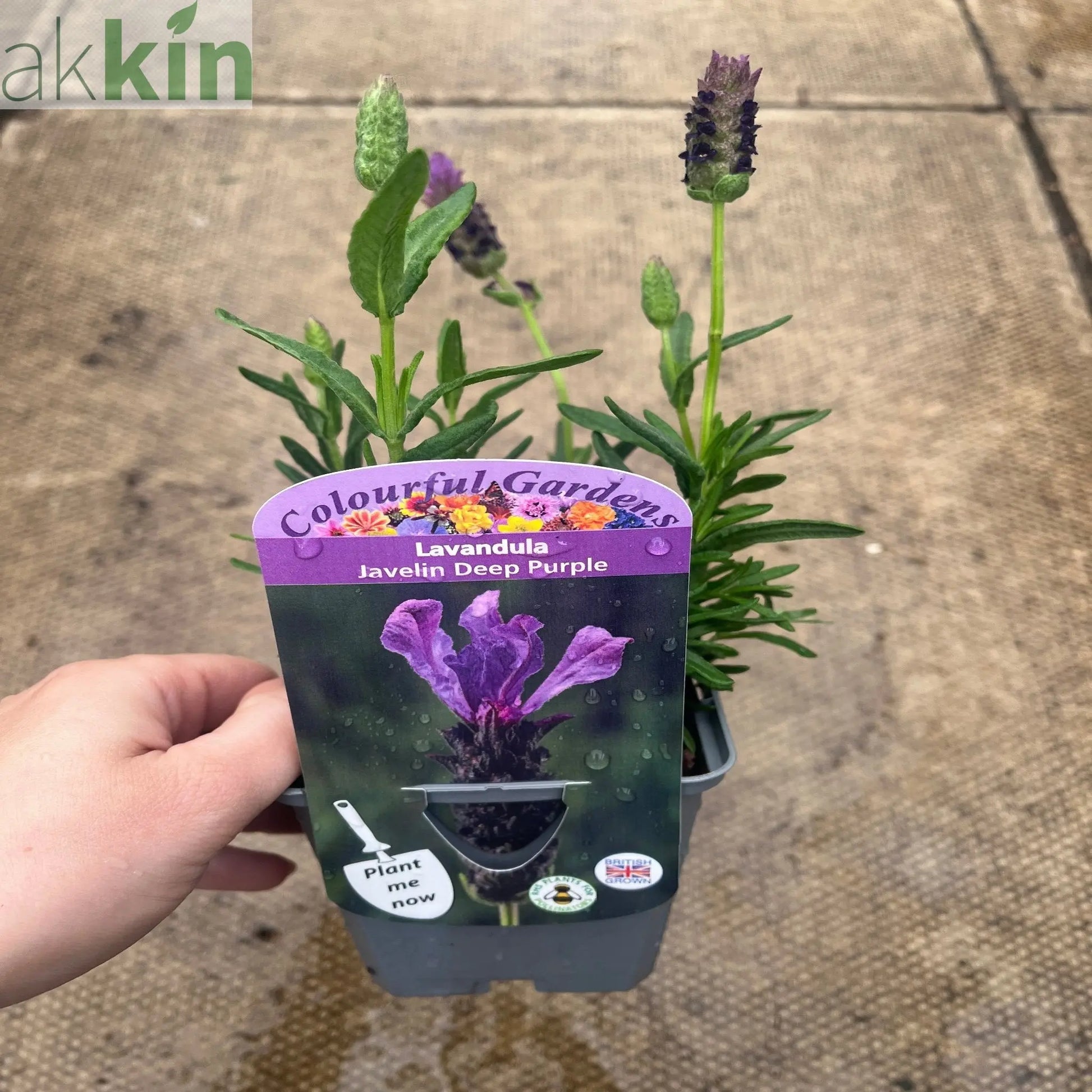 Lavender Stoechas - Javelin Deep Purple 9cm/1.5L/2L One Click Plants
